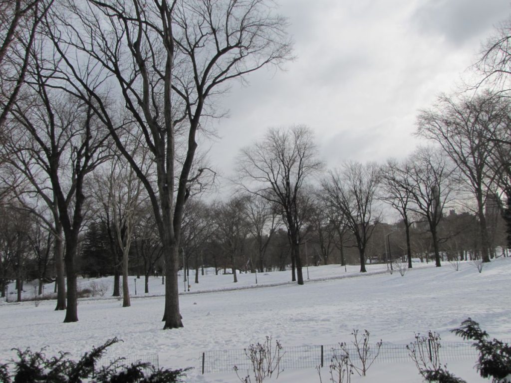 Central Park - Vinter