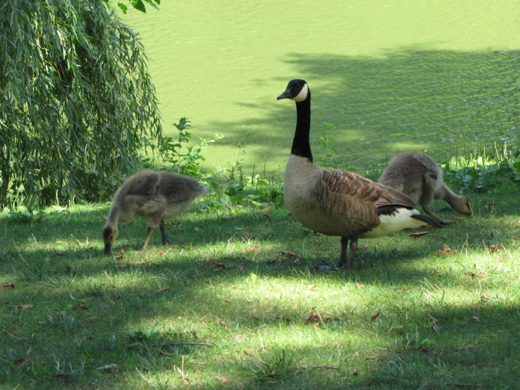 Central Park - Sommer